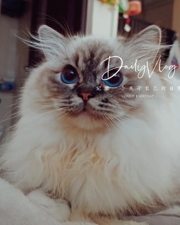 蘋果樹下的布偶貓／布偶貓