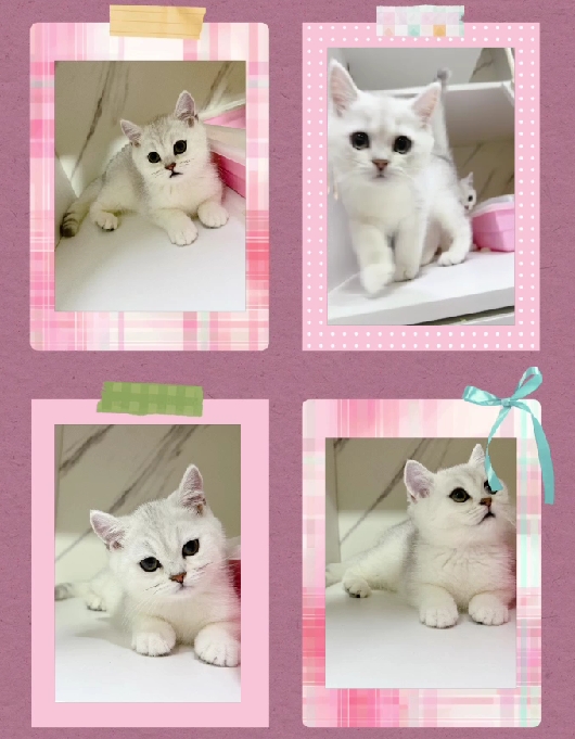 布魯斯貓舍／銀漸層英國短毛貓