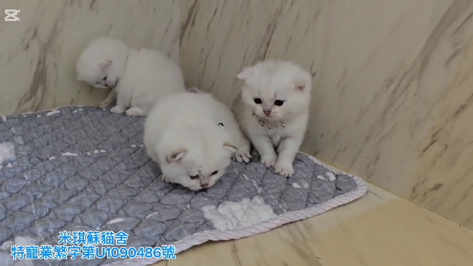米琪蘇貓舍／英國短毛貓