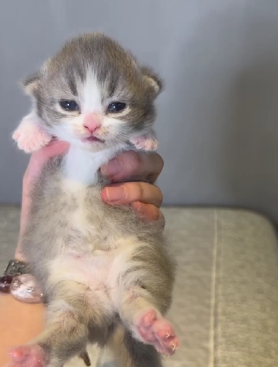 尊爵名皇／藍白賓士曼赤肯