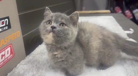 天使貓園／曼赤肯