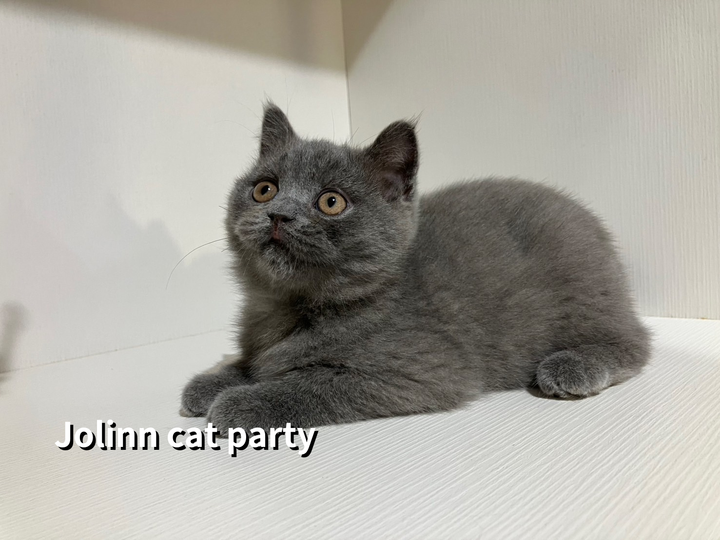 貓咪派對／藍色英國短毛貓