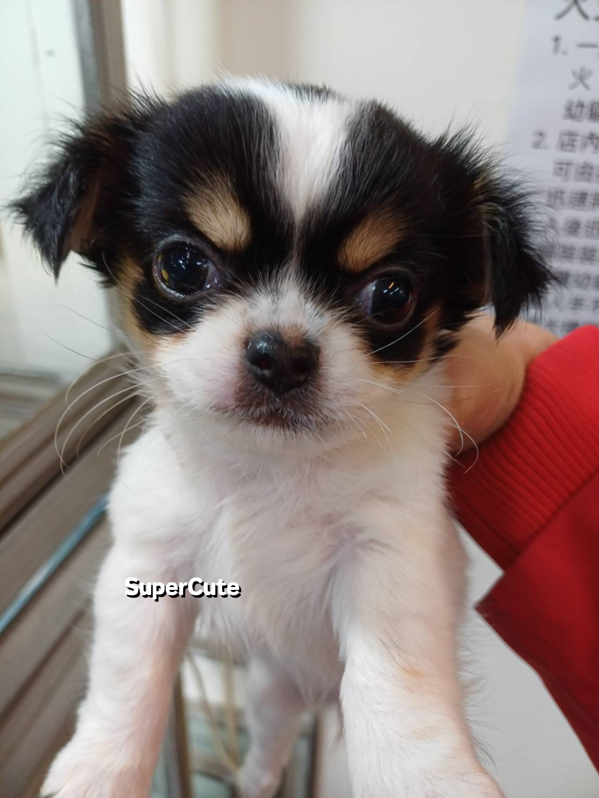 超可愛名犬社／長毛吉娃娃