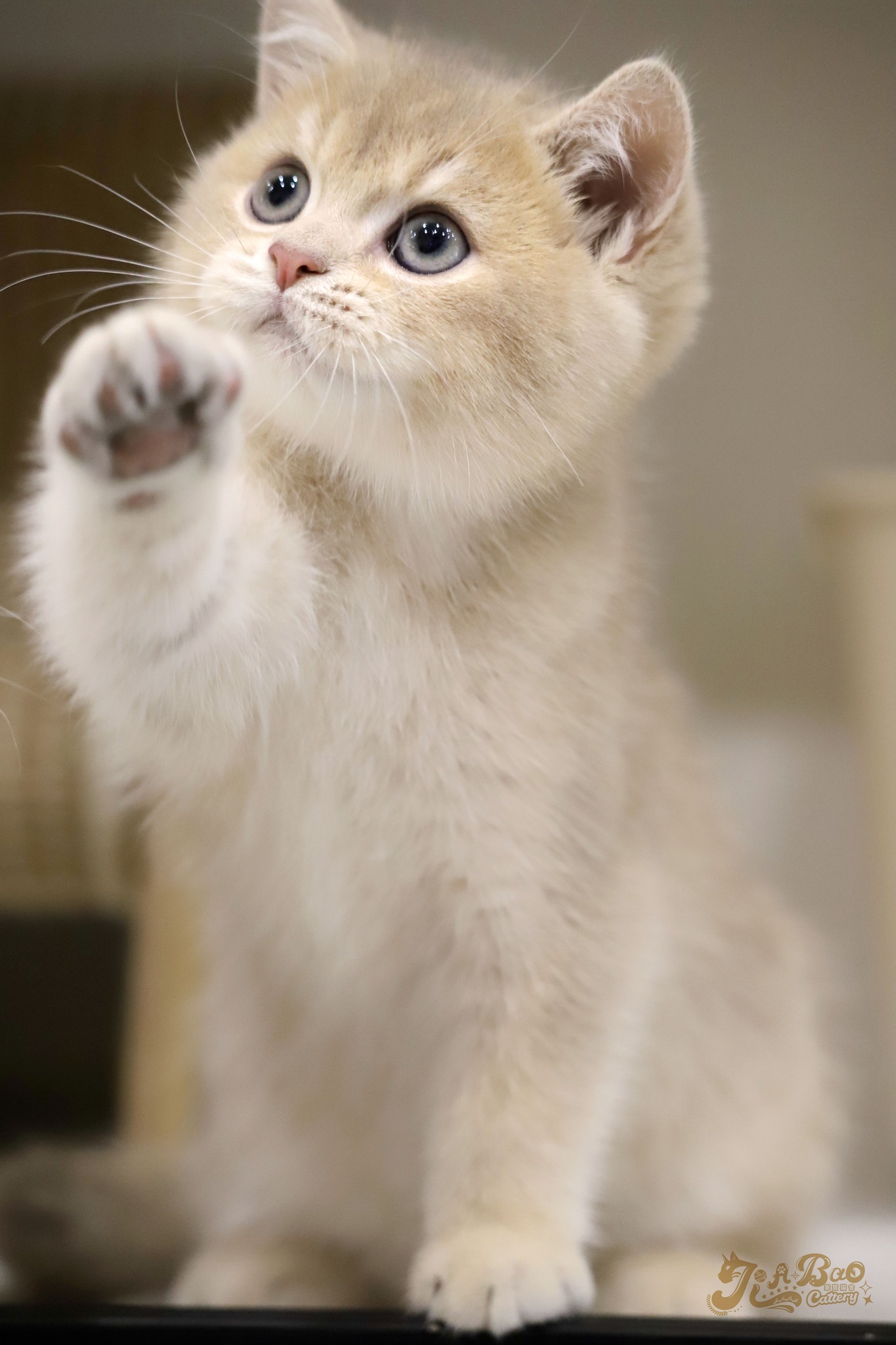 家寶寵物／紫金色英國短毛貓