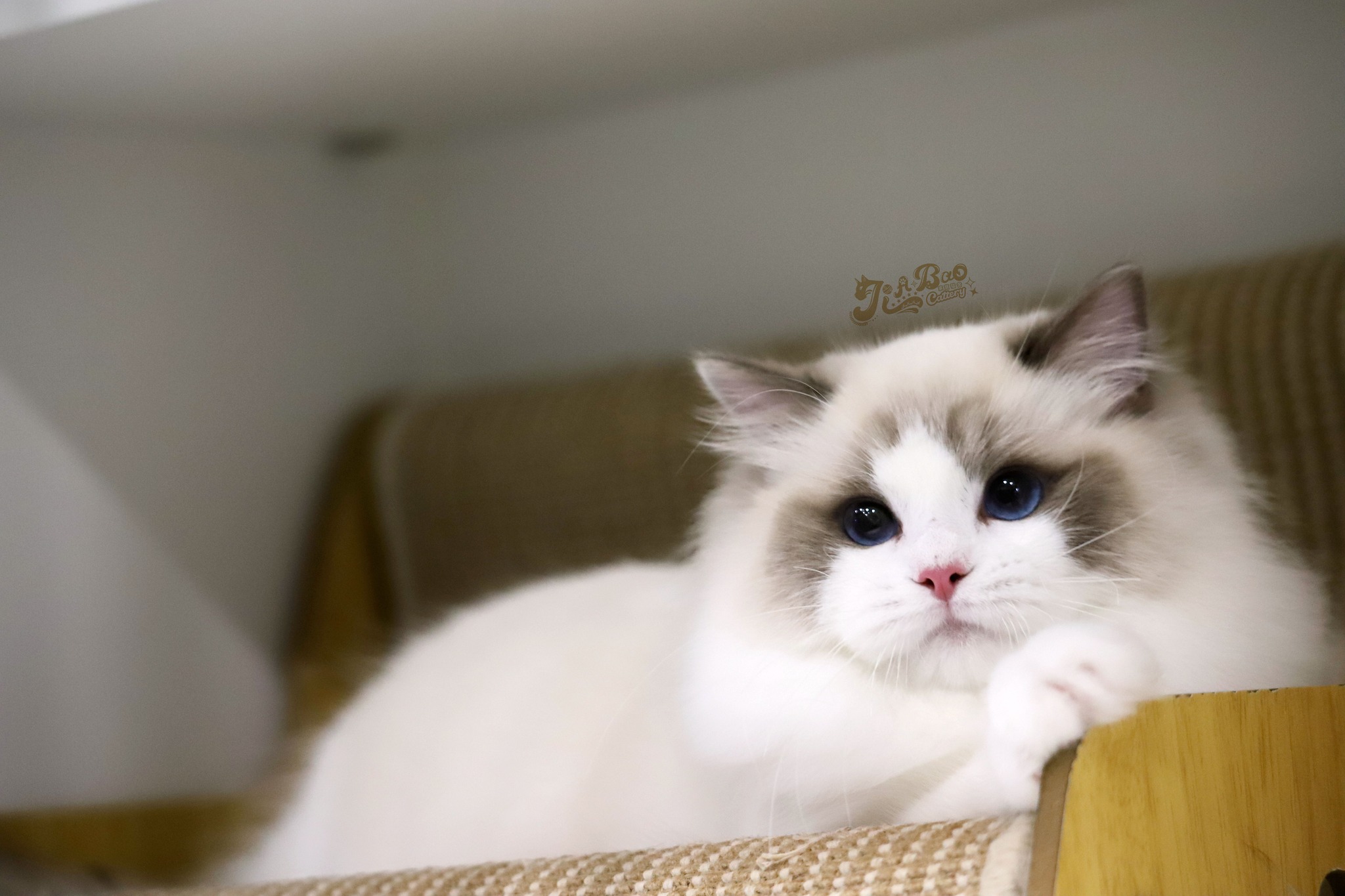 家寶寵物／藍雙色布偶貓