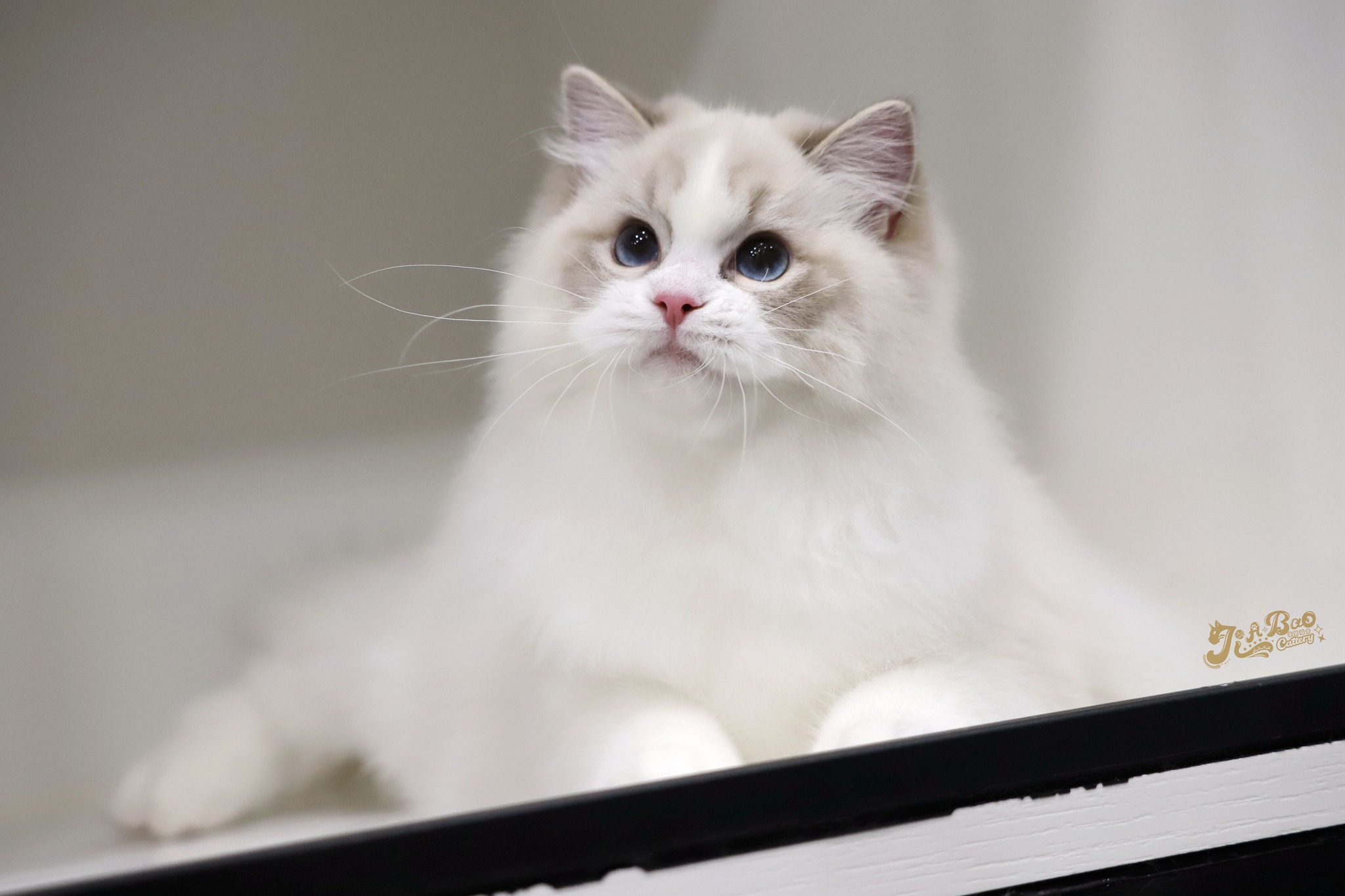 家寶寵物／藍山貓雙色布偶貓