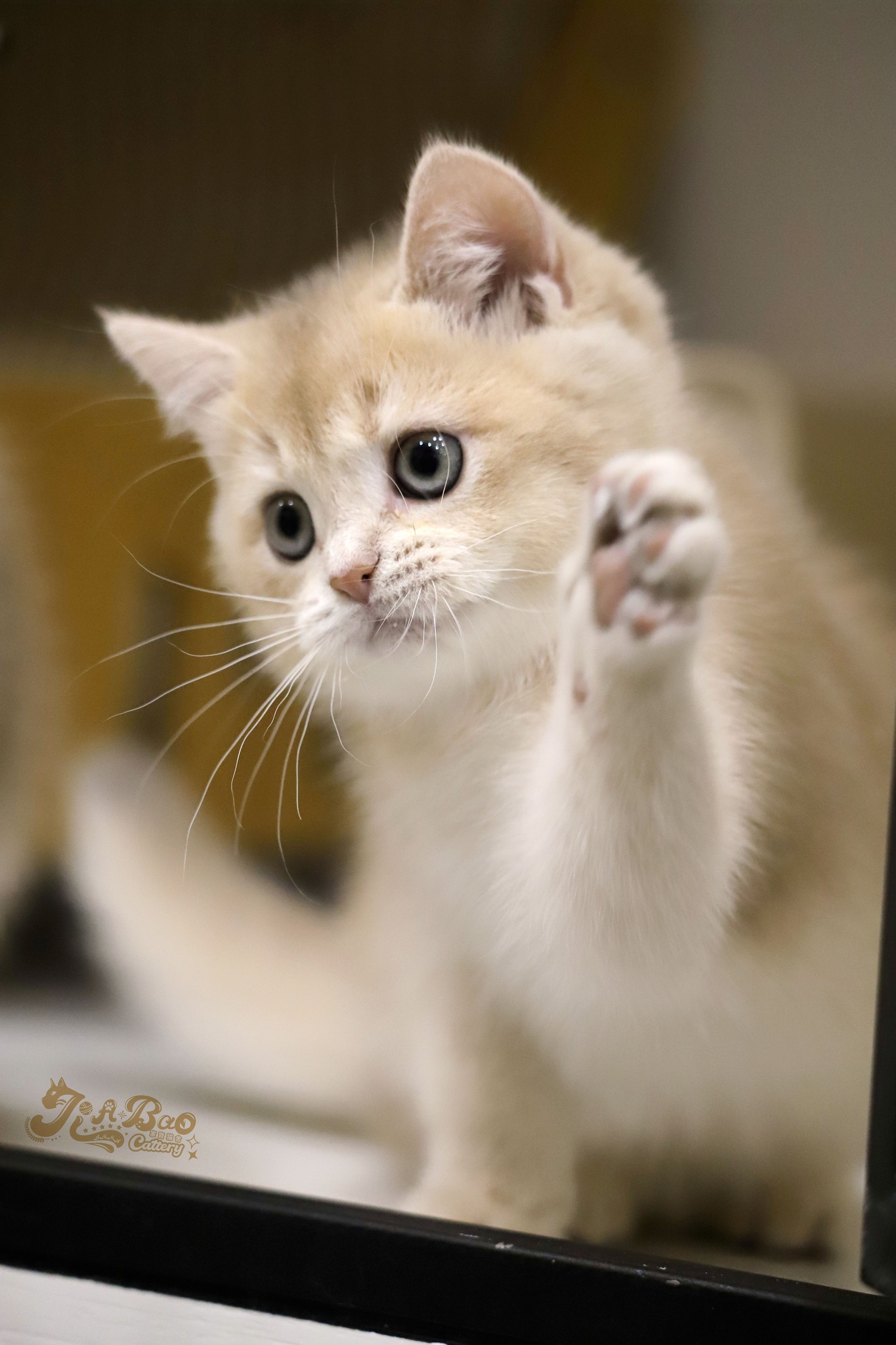 家寶寵物／紫金色英國短毛貓