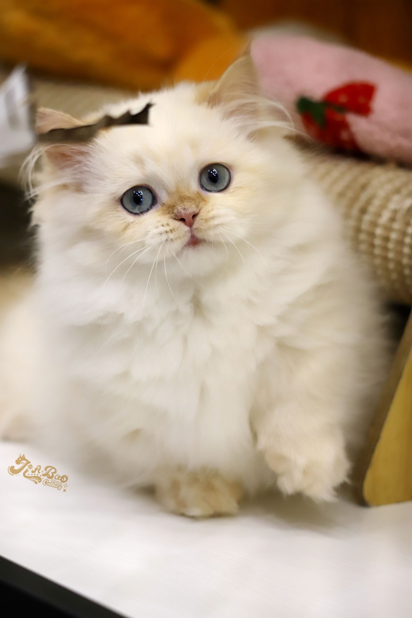 家寶寵物／奶油端小步舞曲