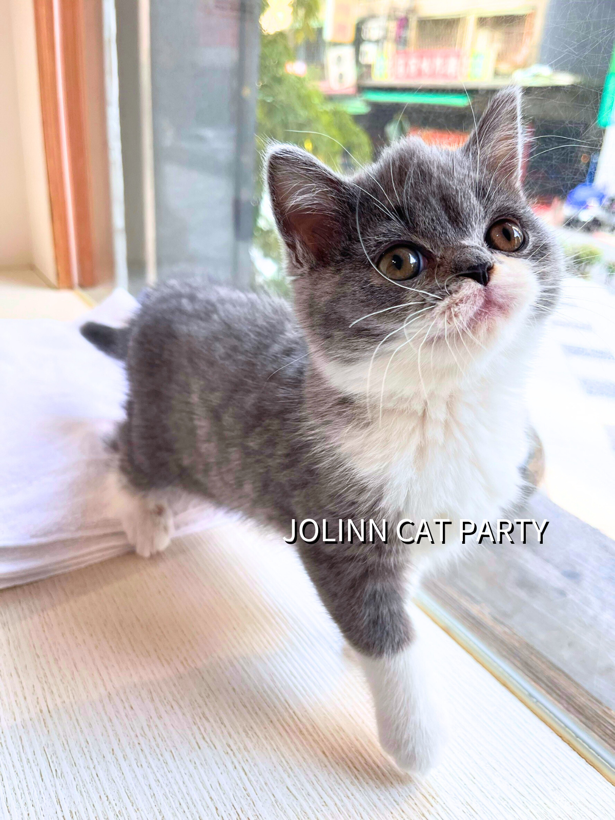 貓咪派對／藍白色英國短毛貓