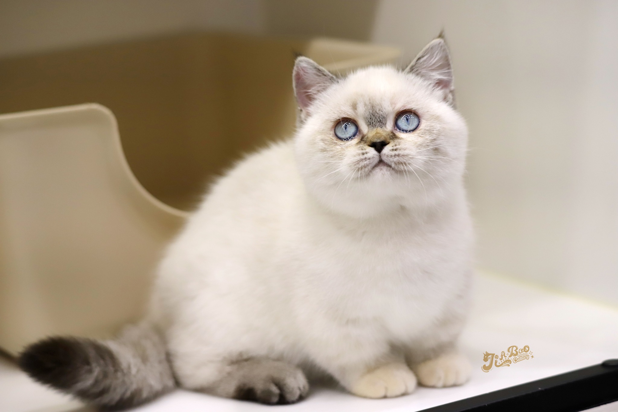 家寶寵物／山貓紋曼赤肯