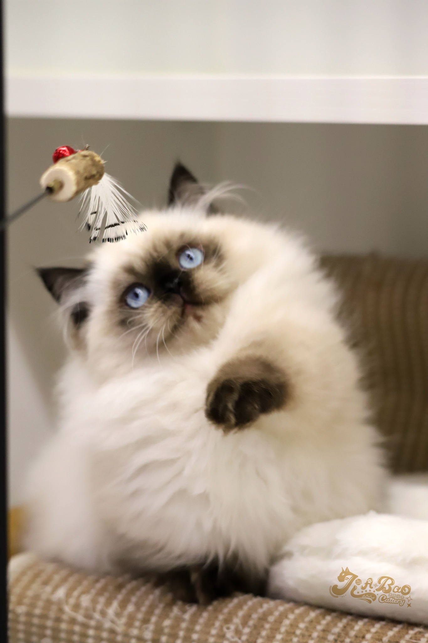 家寶寵物／海豹重點小步舞曲