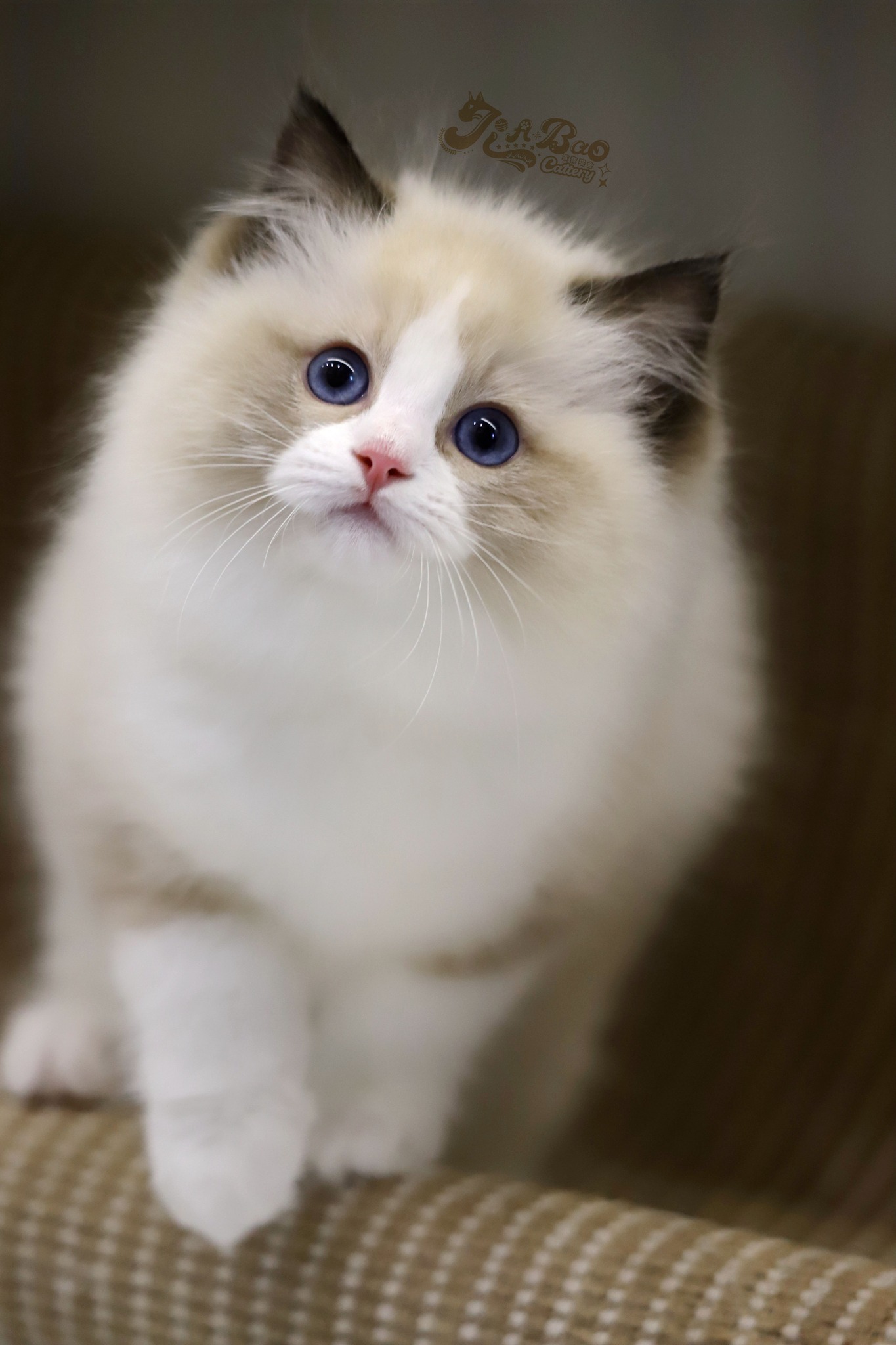 家寶寵物／海豹雙色布偶貓