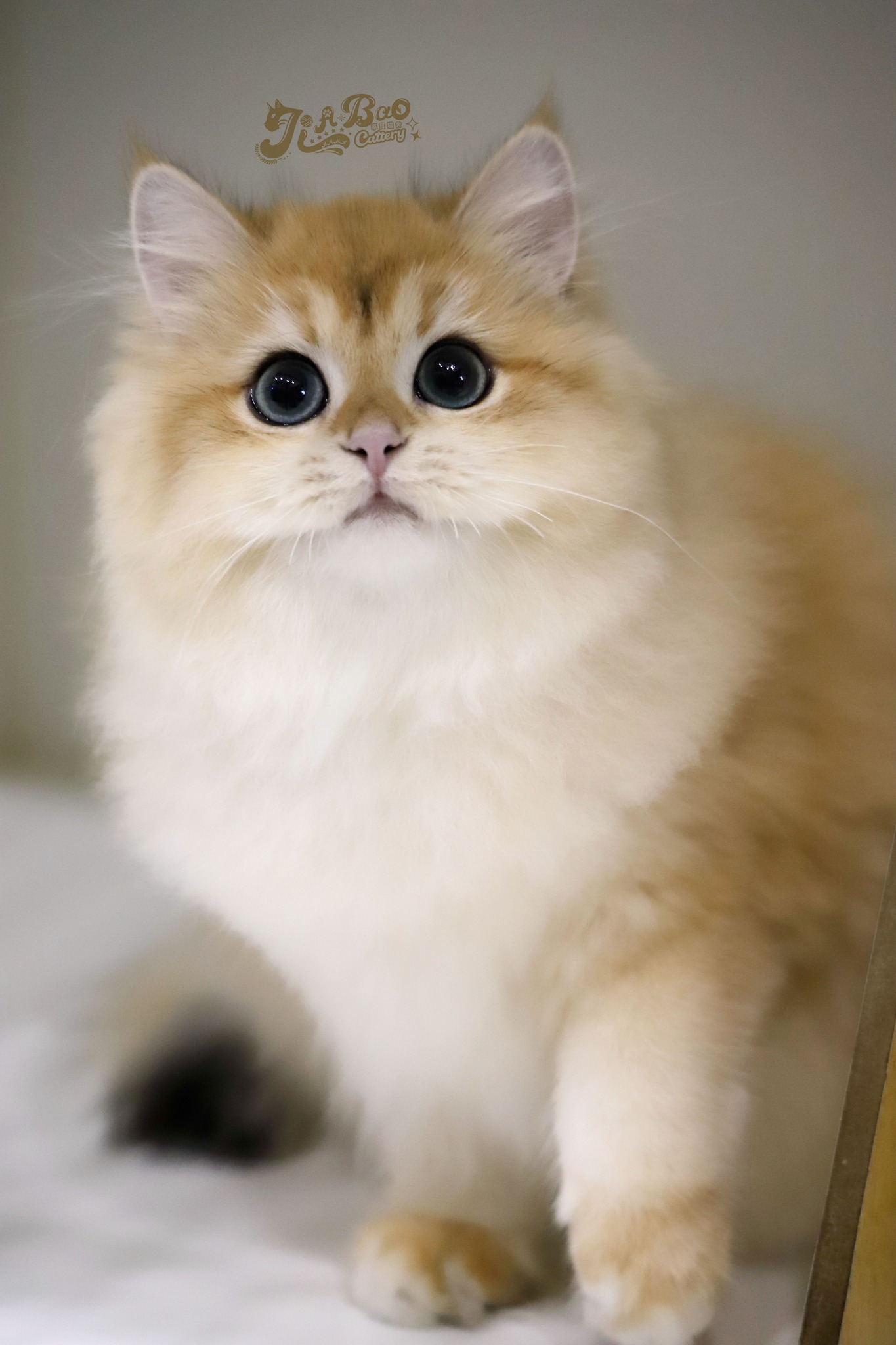 家寶寵物／黑金色英國長毛貓