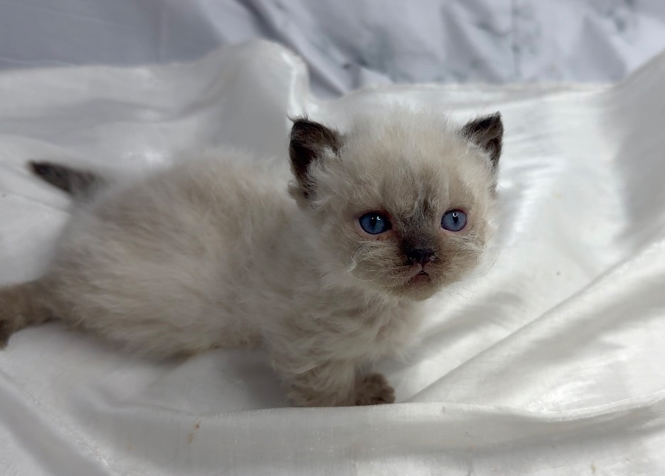 華貴皇族國際專業貓舍／重點色布偶小步舞曲