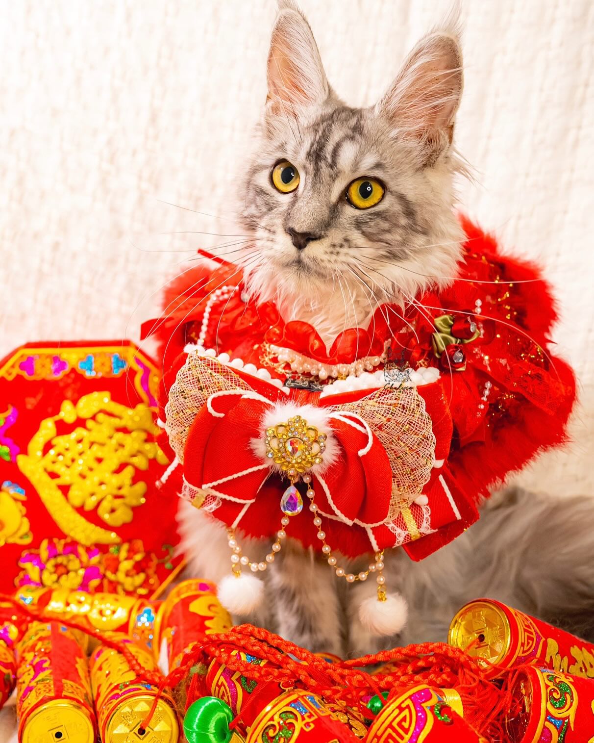 雀而喜貓舍／銀虎斑緬因貓