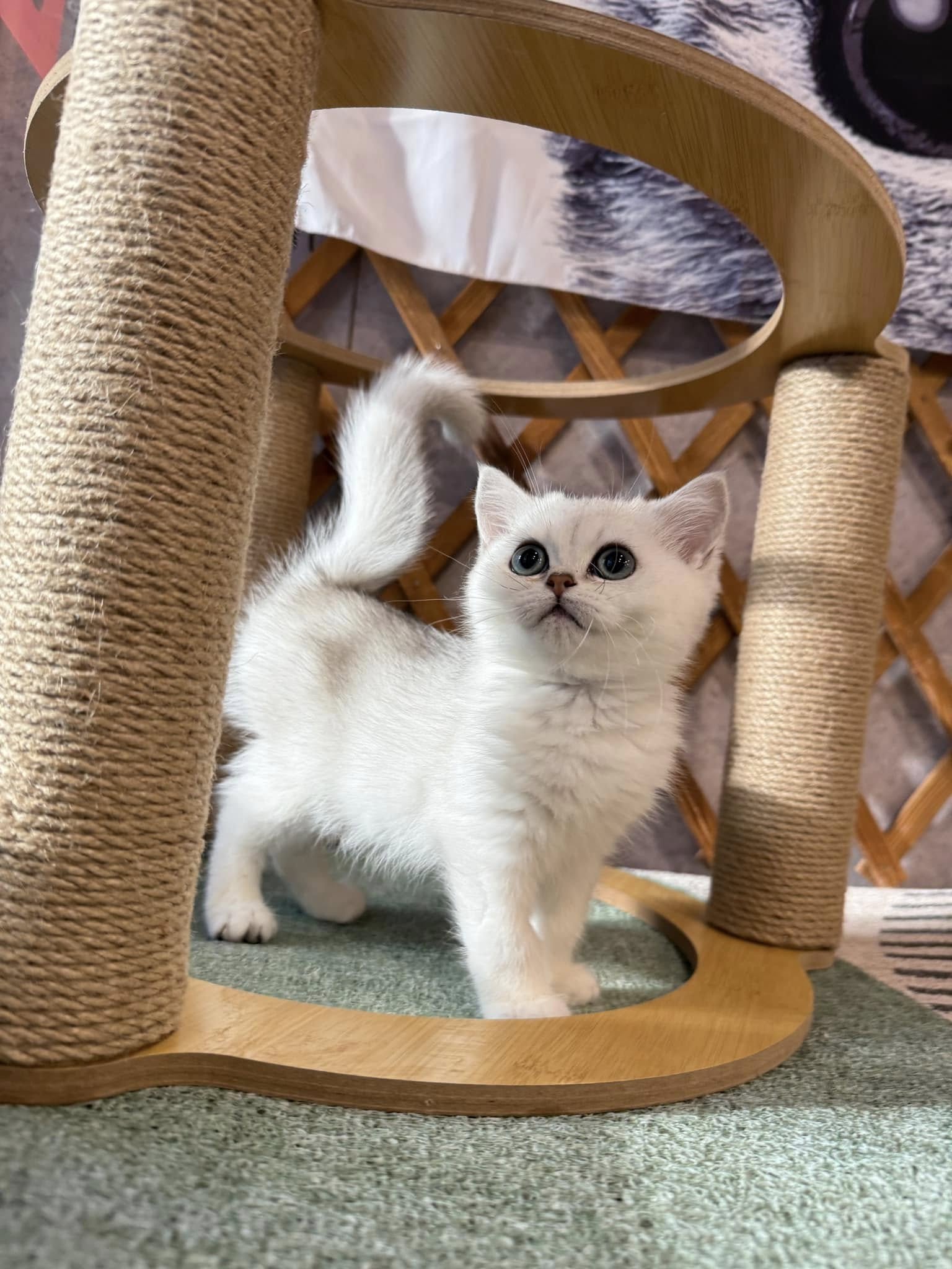 金瑟喵屋／銀漸層英國短毛貓