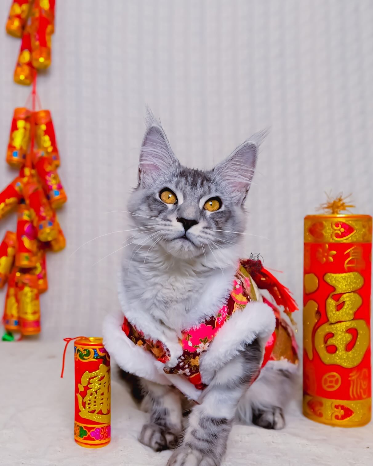 雀而喜貓舍／銀虎斑緬因貓