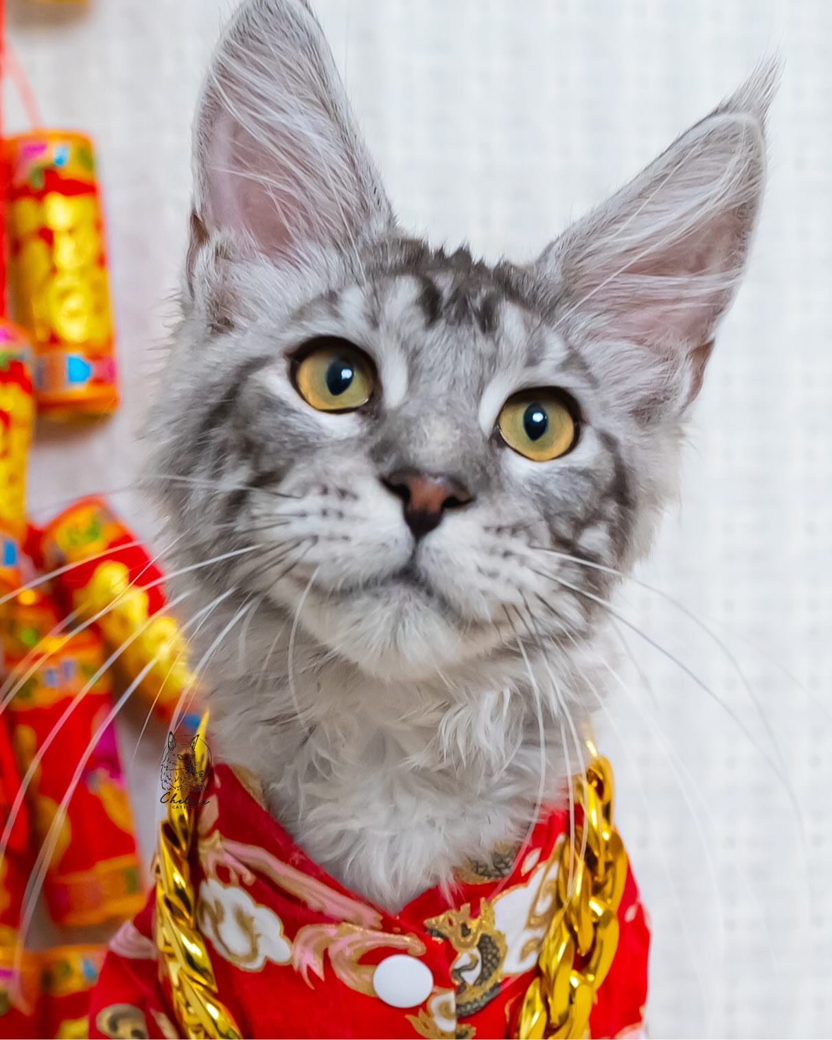 雀而喜貓舍／銀虎斑緬因貓