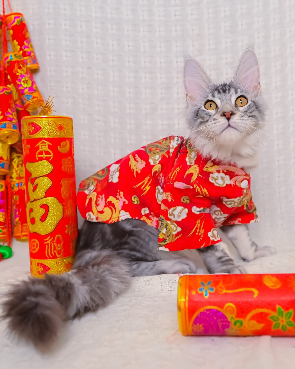 雀而喜貓舍／銀虎斑緬因貓