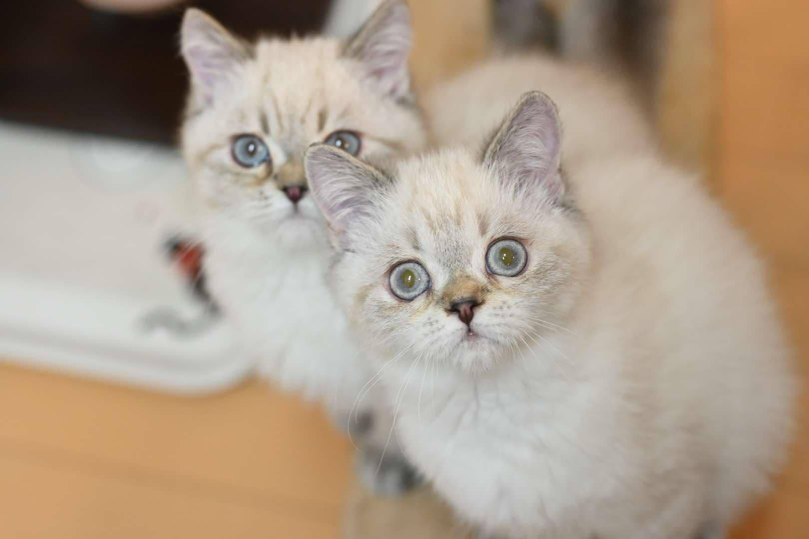 米琪蘇貓舍／金點山貓紋英國短毛貓