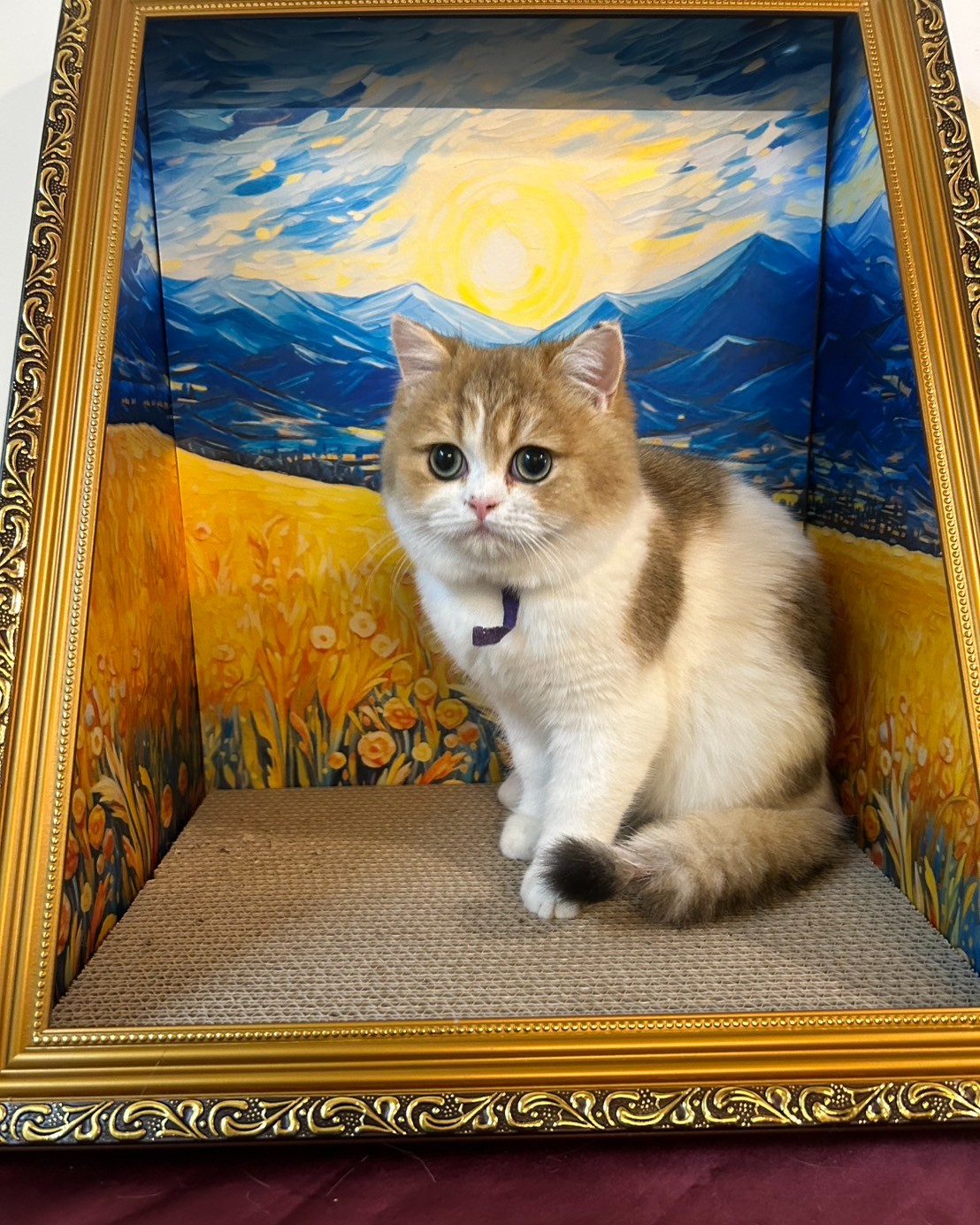 米米亞貓舍／金漸層加白英國短毛貓