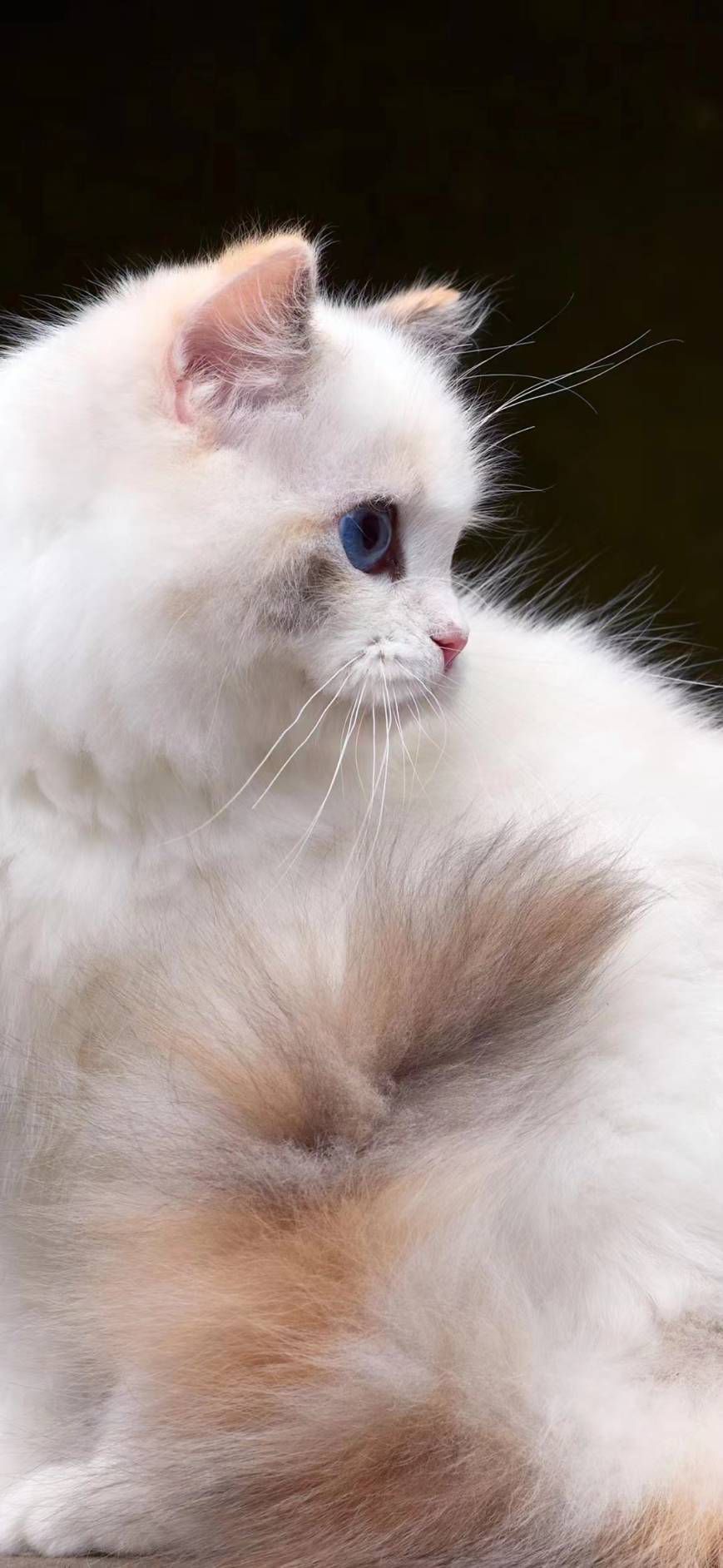 蘋果樹下的布偶貓／布偶貓