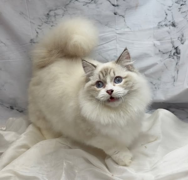 華貴皇族國際專業貓舍／火焰雙色布偶小步舞曲