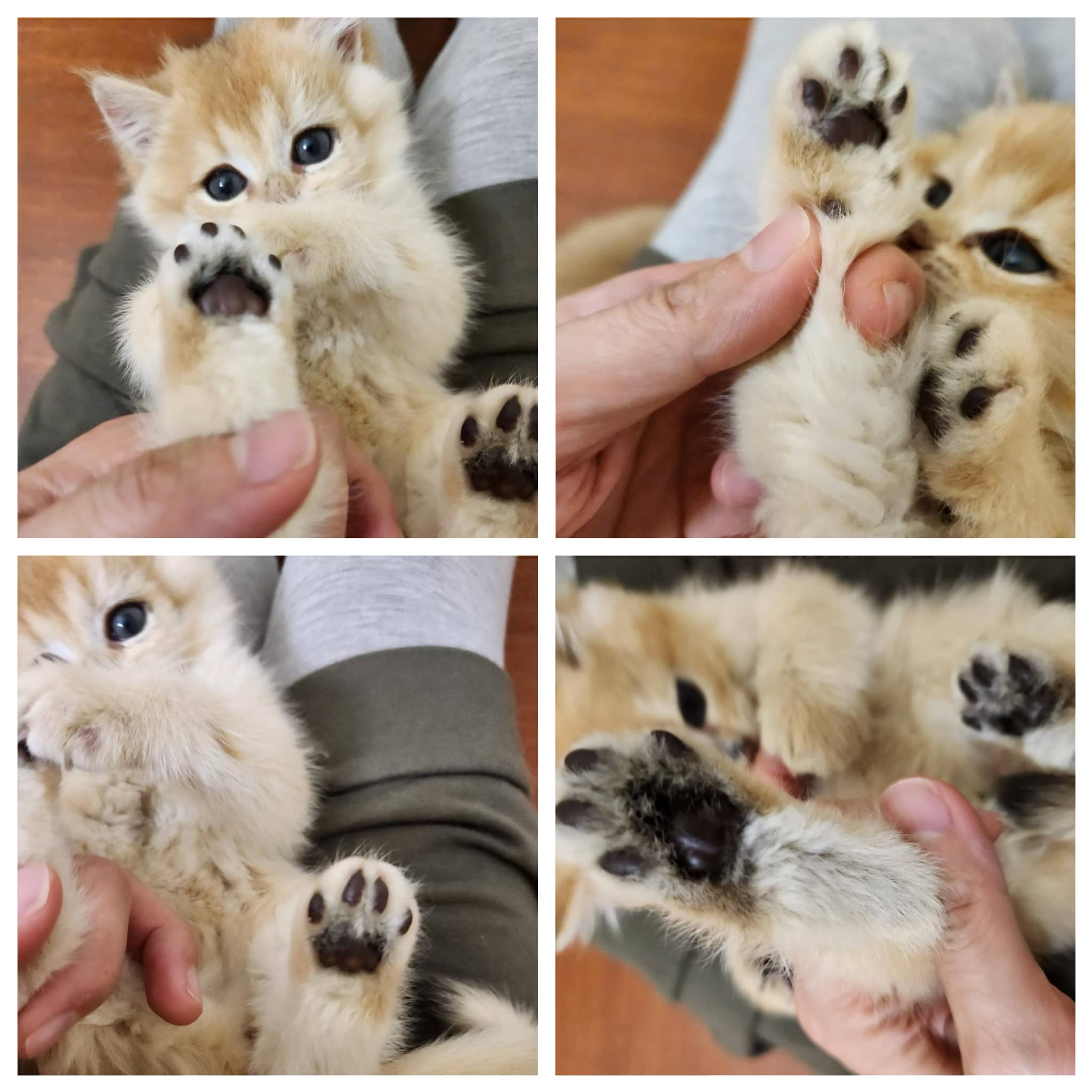 天使貓園／金漸層英國短毛貓