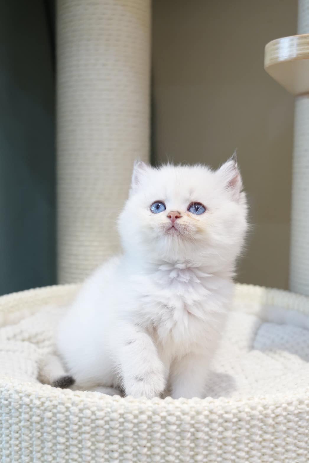 天使貓園／藍金點英國短毛貓