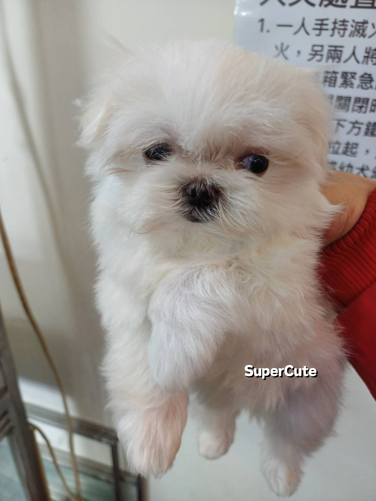 超可愛名犬社／瑪爾濟斯