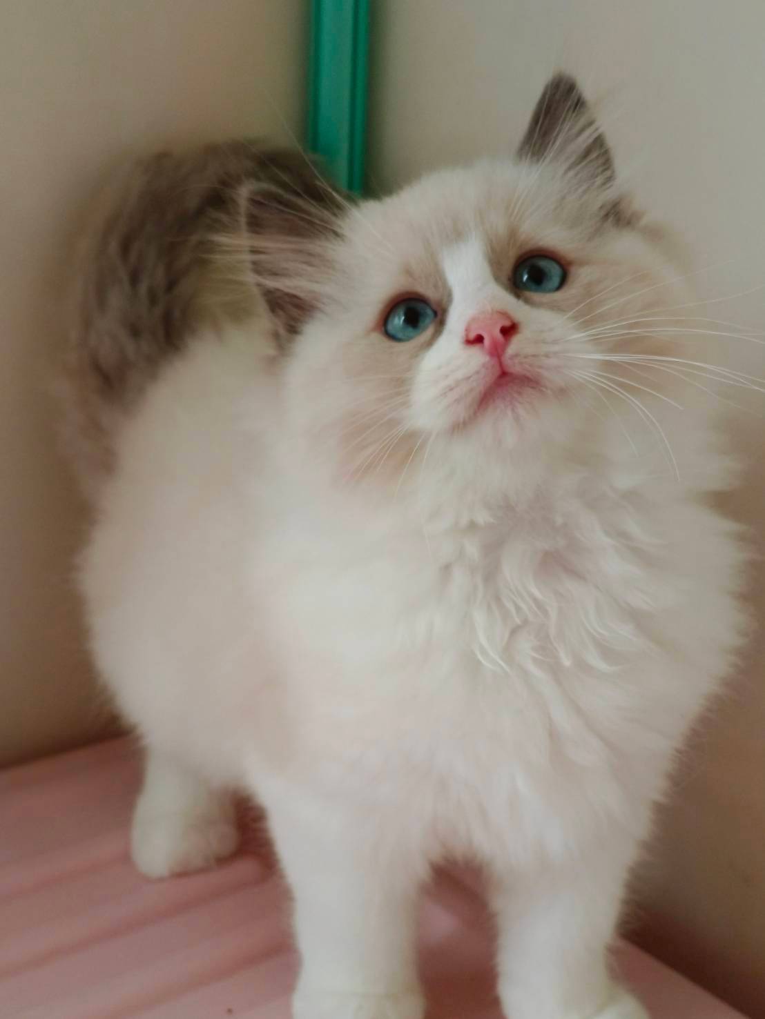 蘋果樹下的布偶貓／布偶貓