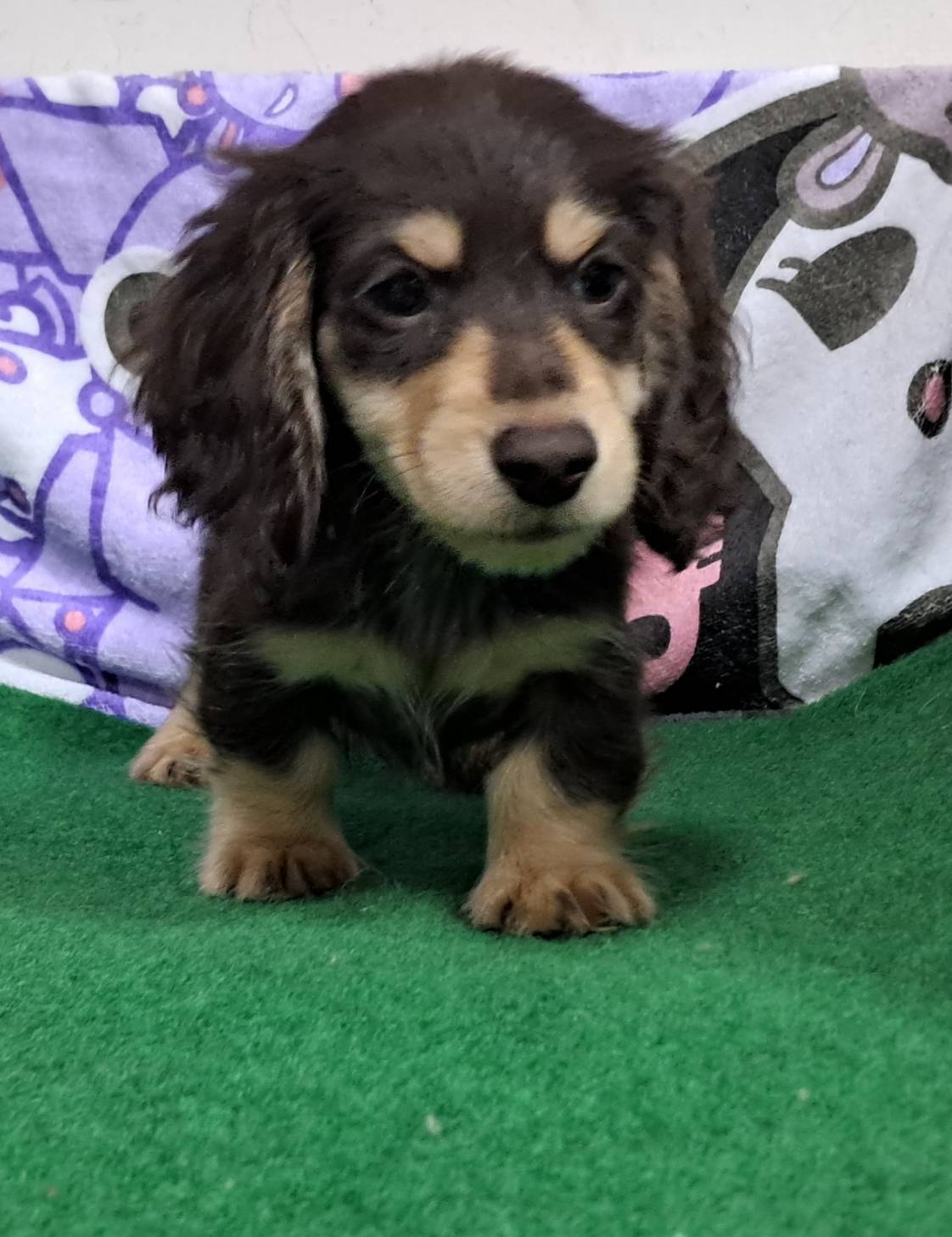 愛玩家犬貓寵物坊／黑奶油色長毛臘腸