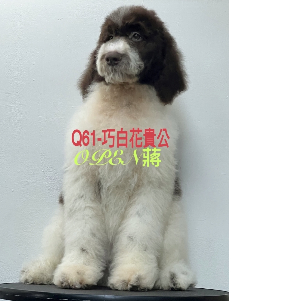 OPEN蔣犬舍／巧白花色巨型貴賓