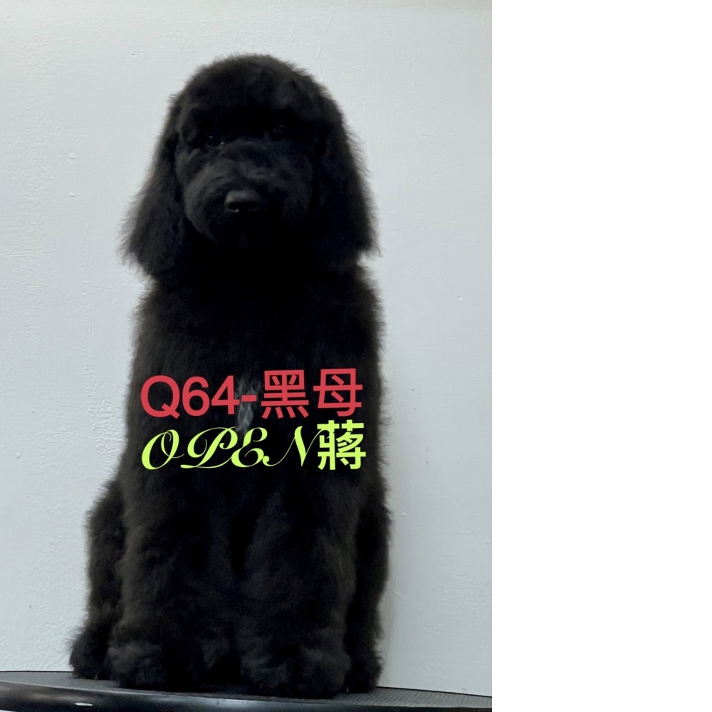 OPEN蔣犬舍／黑色巨型貴賓