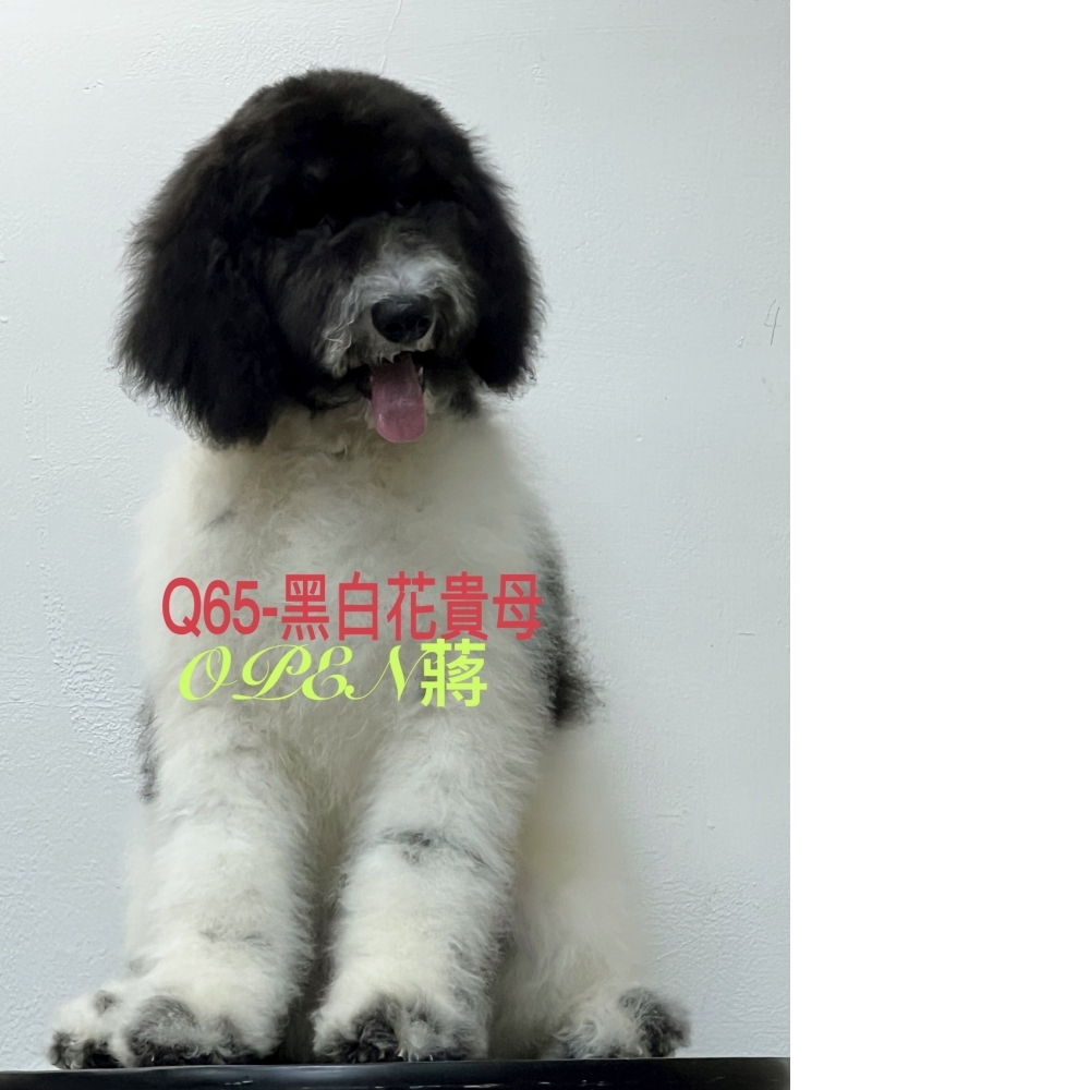 OPEN蔣犬舍／黑白燕尾巨型貴賓