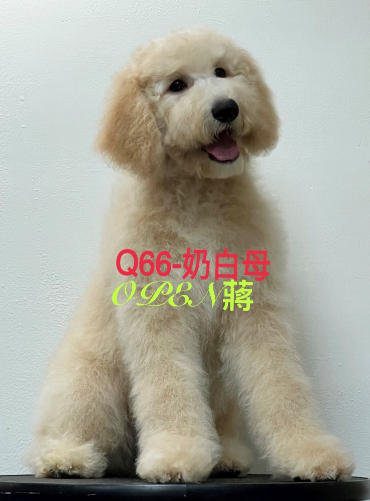 OPEN蔣犬舍／奶白色巨型貴賓