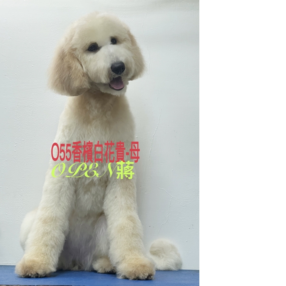 OPEN蔣犬舍／紅白燕尾巨型貴賓