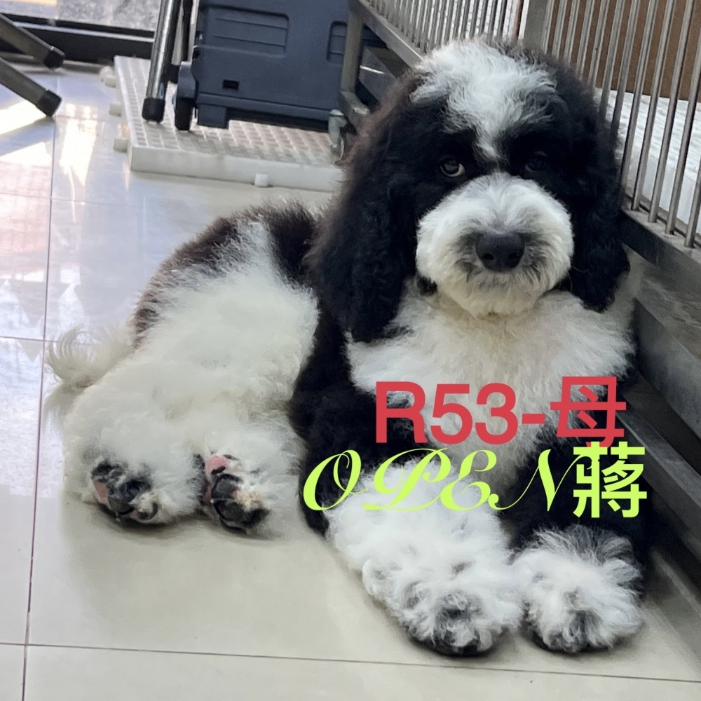 OPEN蔣犬舍／黑白花色巨型貴賓