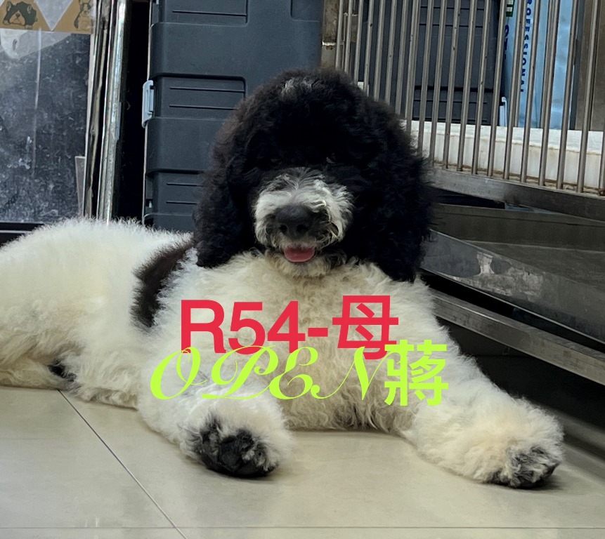 OPEN蔣犬舍／黑白花色巨型貴賓