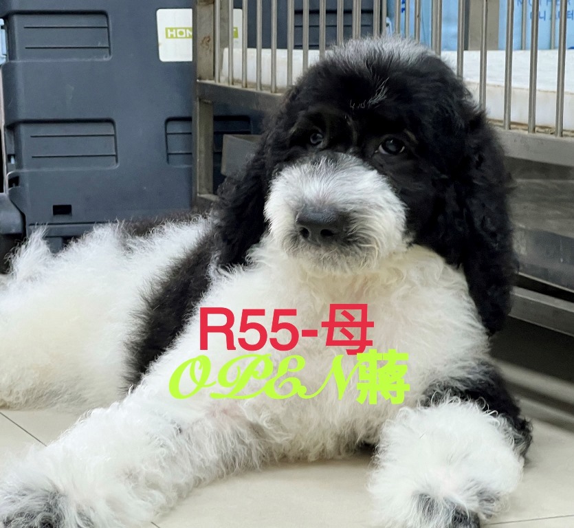 OPEN蔣犬舍／黑白花色巨型貴賓