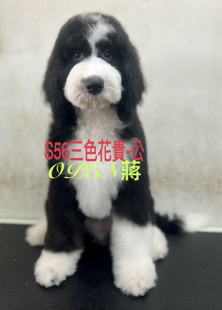 OPEN蔣犬舍／三花色巨型貴賓