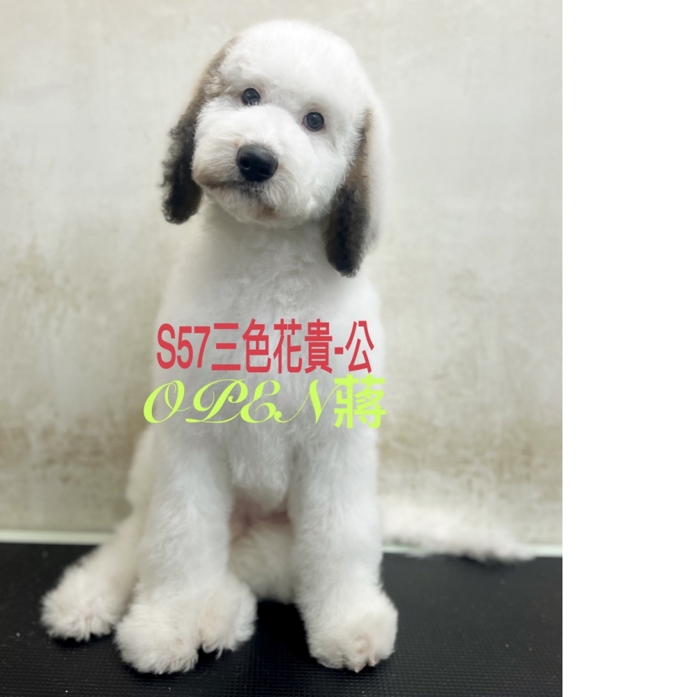 OPEN蔣犬舍／三花色巨型貴賓