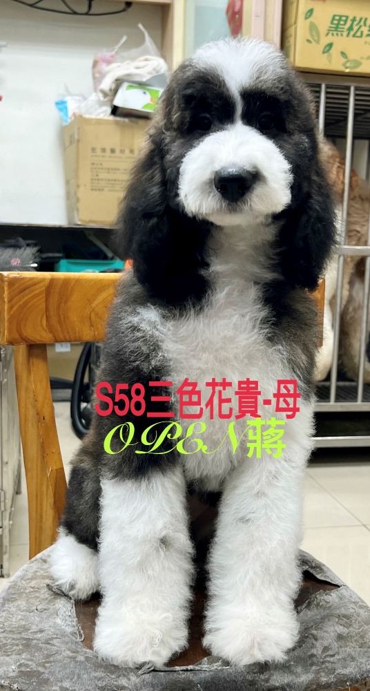 OPEN蔣犬舍／三花色巨型貴賓