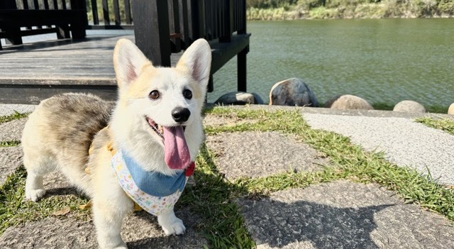 『汪喵揪了走』毛孩好友日桃園跑跑一日遊