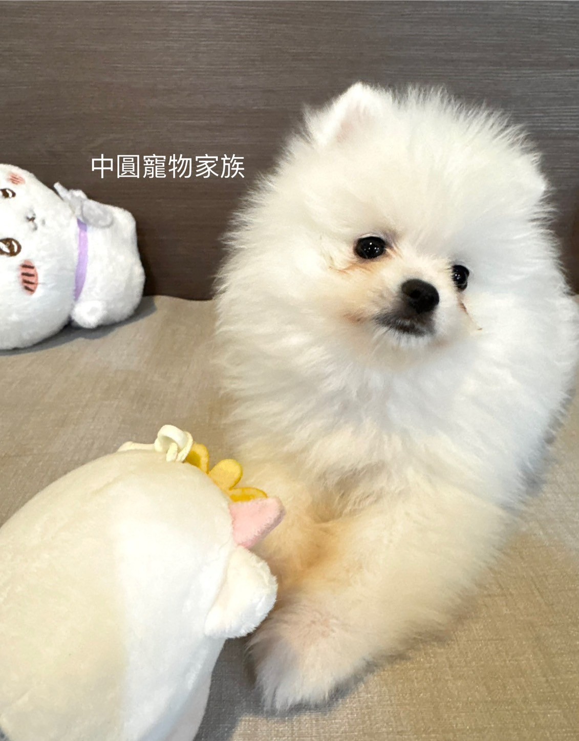 中圓寵物家族／白色博美