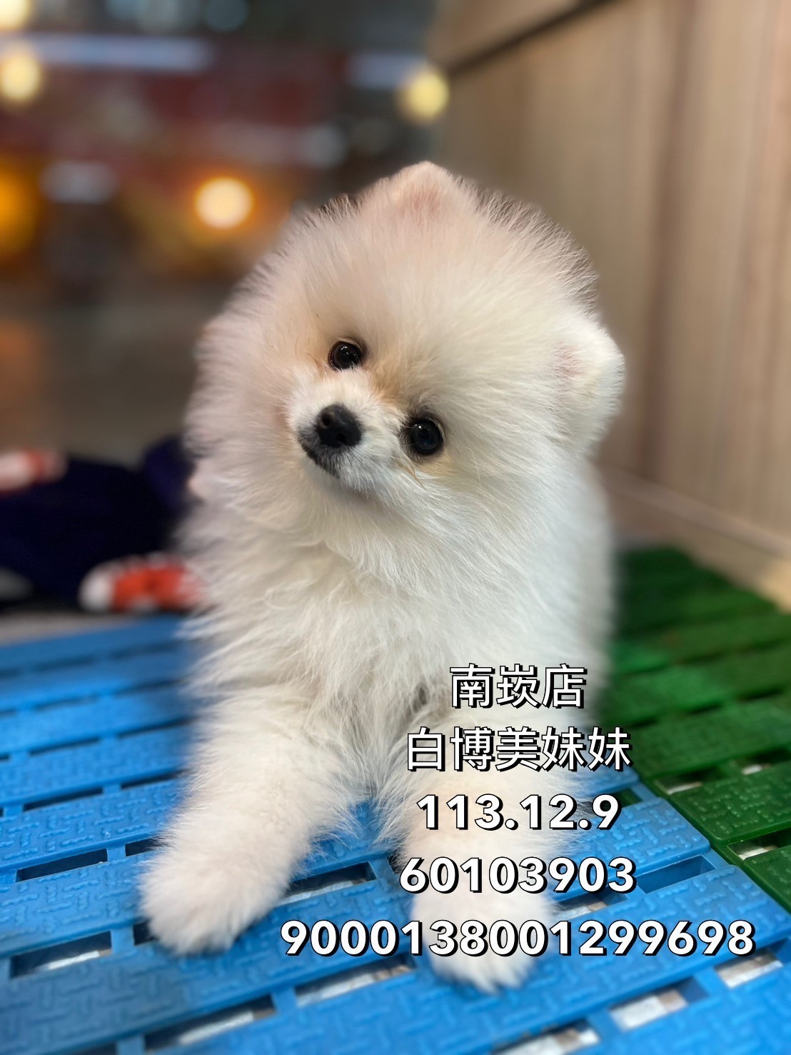 中圓寵物家族／白色博美犬