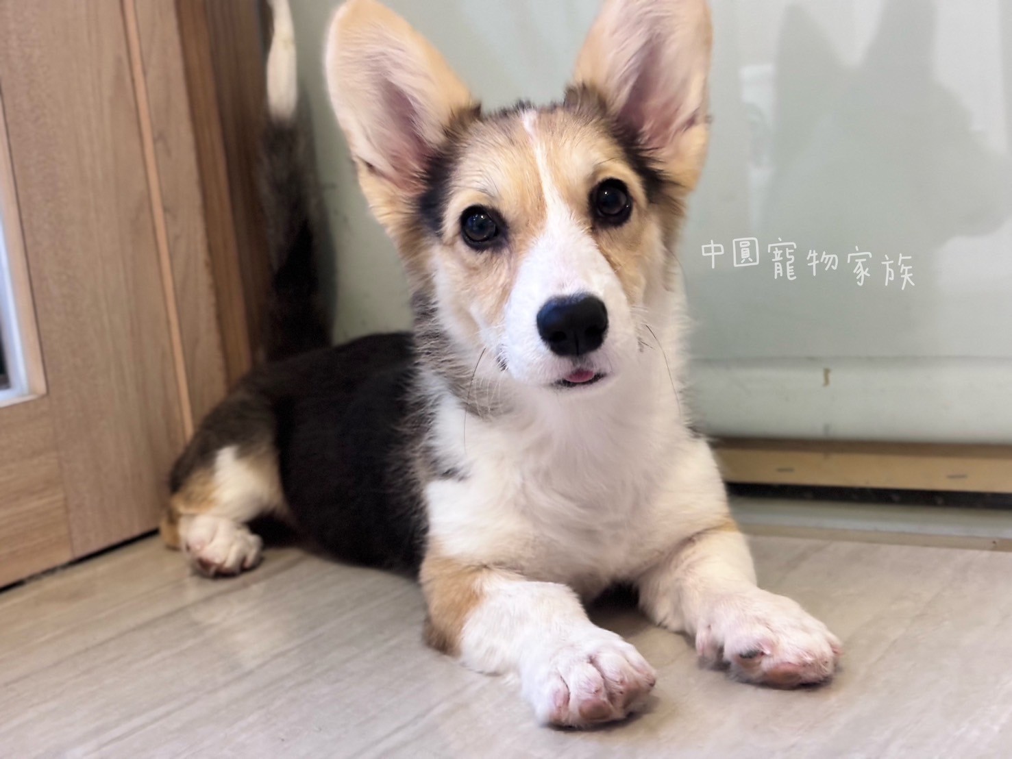 中圓寵物家族／三色柯基犬