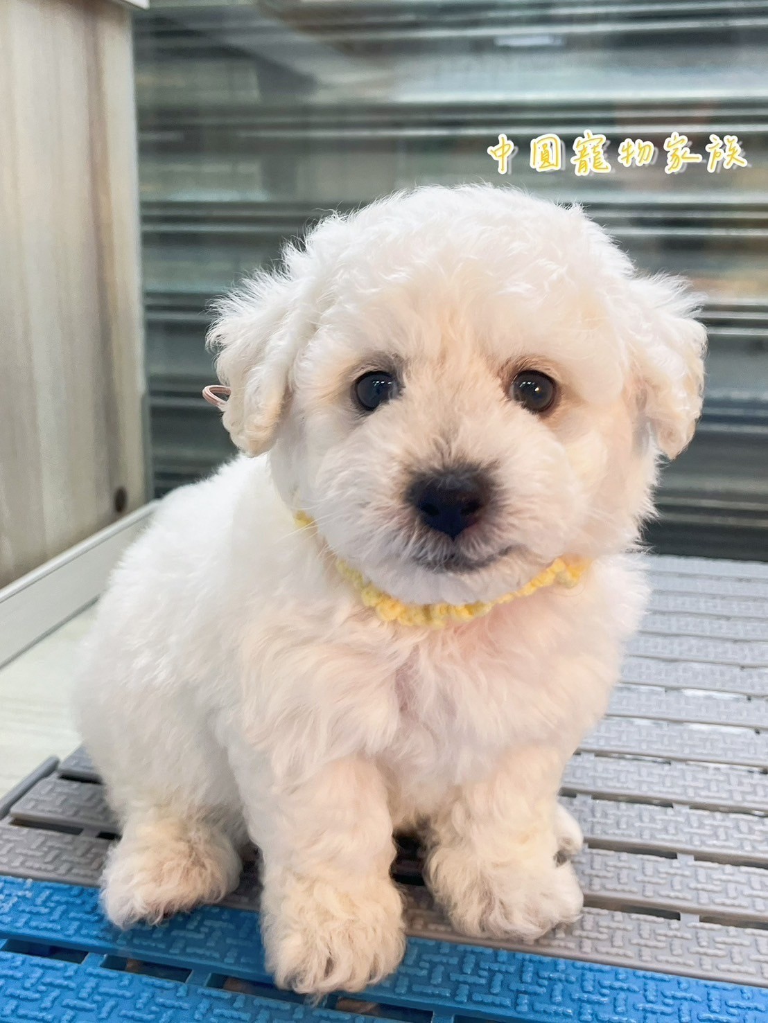 中圓寵物家族／比熊犬