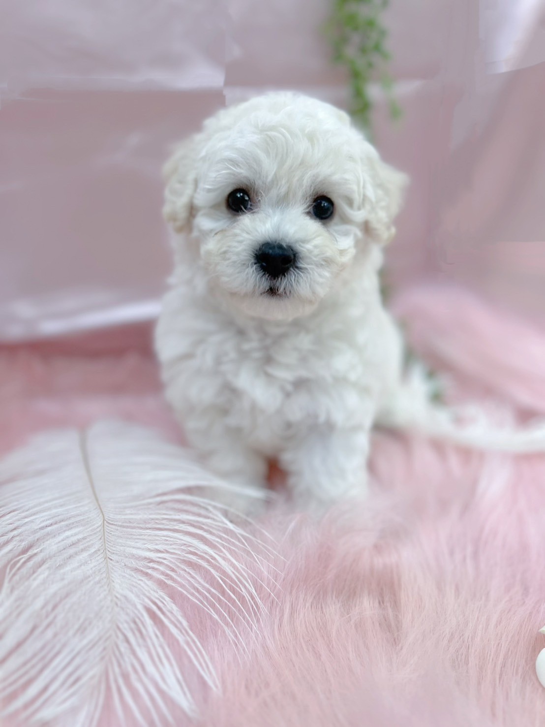 中圓寵物家族／比熊犬