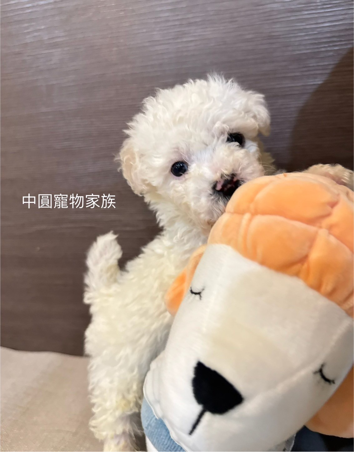 中圓寵物家族／比熊犬